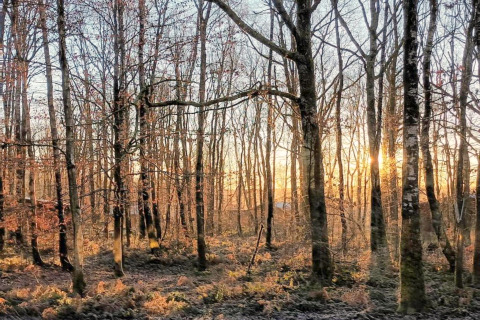 Solnedgang gennem bladløse træer i en fredelig skov ved glamping-overnatning i naturen.