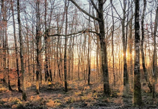 Solnedgang gennem bladløse træer i en fredelig skov ved glamping-overnatning i naturen.