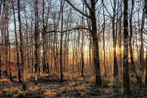 Sunset shining through leafless trees in a tranquil forest near a glamping accommodation site.