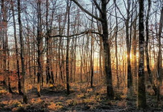 Sunset shining through leafless trees in a tranquil forest near a glamping accommodation site.