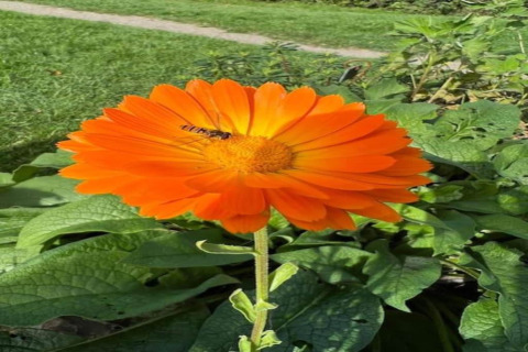 Fleur orange éclatante avec une abeille posée sur ses pétales, prise dans un hébergement de glamping.