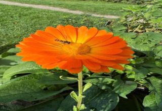 Fleur orange éclatante avec une abeille posée sur ses pétales, prise dans un hébergement de glamping.