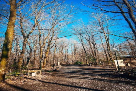 Chemin au sein d’un hébergement glamping en hiver, bordé d’arbres dénudés sous un ciel bleu éclatant.