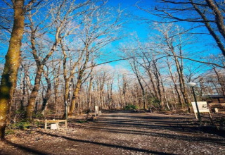 Chemin au sein d’un hébergement glamping en hiver, bordé d’arbres dénudés sous un ciel bleu éclatant.