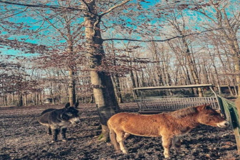 A mule and a pony stand in a wooded glamping area with bare trees and a clear blue sky above.