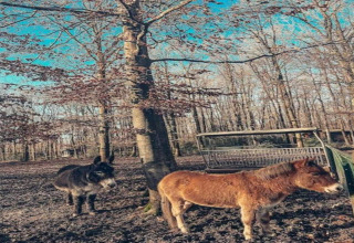 Un mulet et un poney posent dans une forêt sur un lieu de glamping sous un ciel bleu dégagé.