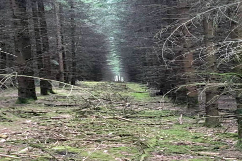 En lysning i en tæt skov set fra et glamping-sted, med mosset jord og spredte grene på stien.