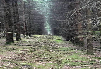 A tranquil forest clearing near a glamping site, mossy ground with scattered branches and tall trees.