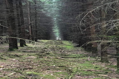 Une clairière en forêt vue depuis un site de glamping, sol couvert de mousse et branches au sol.