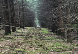 Une clairière en forêt vue depuis un site de glamping, sol couvert de mousse et branches au sol.