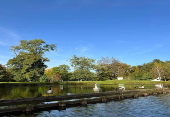 Scenic view of a calm lake with birds on a wooden dock, surrounded by trees and a white chalet in the background.