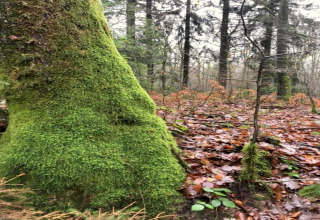 Billede af en mosdækket træstamme og efterårsblade i en skov ved et glamping opholdssted.