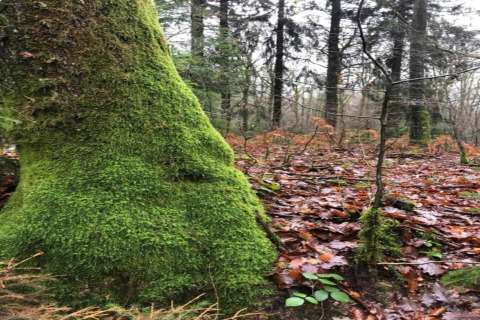 Tronc d’arbre couvert de mousse et feuilles d’automne près d’un lieu d’hébergement glamping en forêt.