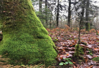 Tronc d’arbre couvert de mousse et feuilles d’automne près d’un lieu d’hébergement glamping en forêt.