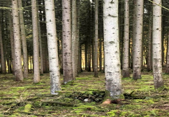 Ein Foto eines Waldes mit geraden Bäumen und moosigem Boden. Ein Glamping-Unterkunft ist gut getarnt.