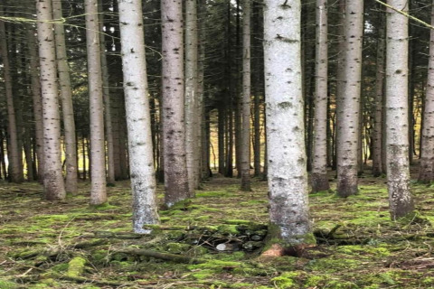 A photo of a forest with tall, straight trees and green moss. A glamping accommodation is camouflaged.