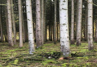 A photo of a forest with tall, straight trees and green moss. A glamping accommodation is camouflaged.