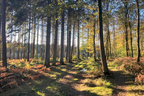 Sollys strømmer gennem høje træer i en fredelig skov tæt på en glampingplads en tidlig morgen.