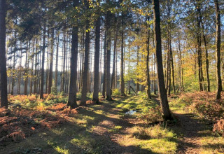 Sollys strømmer gennem høje træer i en fredelig skov tæt på en glampingplads en tidlig morgen.