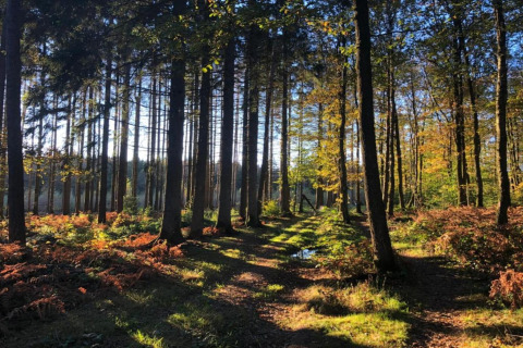 Des rayons de soleil traversent de grands arbres dans une forêt paisible près d’un hébergement glamping.