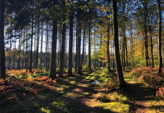 Sunlight streams through tall trees in a peaceful forest near a glamping accommodation in the morning.