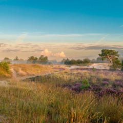 Dunas de Loonse y Drunense, Brabante Septentrional, Países Bajos