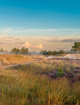 Dunas de Loonse y Drunense, Brabante Septentrional, Países Bajos