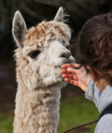 Eine Person füttert ein freundliches Alpaka in einem Ferienpark mit Glamping-Unterkünften.