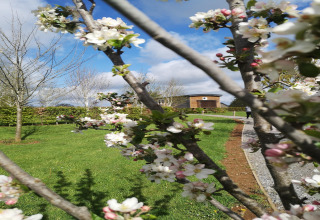 Rami fioriti primaverili davanti a La roulotte des Ardennes, lodge immerso nel verde in Belgio.