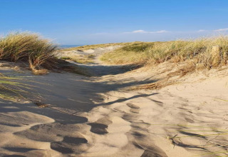 Zandpad tussen grasduinen bij Breeduyn Village 3, een lodge in België onder een blauwe lucht.