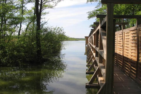 Houten wandelpad bij een glamping-accommodatie met zicht op water en omringd door groene natuur.