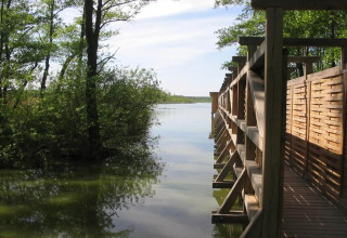 Houten wandelpad bij een glamping-accommodatie met zicht op water en omringd door groene natuur.
