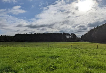 Campo verde en un alojamiento glamping, con árboles al fondo y cielo parcialmente nublado brillante.
