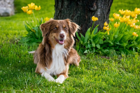 Australischer Schäferhund liegt auf dem Rasen einer Glamping-Unterkunft, Blumen im Hintergrund.