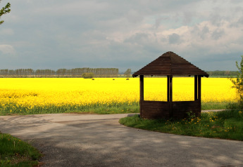 Prieel bij een pad met uitzicht op een uitgestrekt geel bloemenveld bij lodge «Am Strand» in Duitsland.
