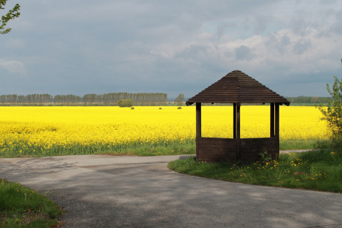 Prieel bij een pad met uitzicht op een uitgestrekt geel bloemenveld bij lodge «Am Strand» in Duitsland.