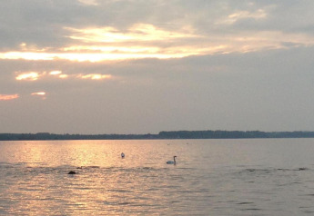 Zonsondergang bij het meer aan bungalowcomplex Gänseblümchen 6 in Duitsland, zwanen op het water.