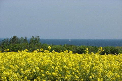 Gult blomsterfelt foran grønne træer og havudsigt, set fra Bungalowkompleks «Gänseblümchen 6», Tyskland.