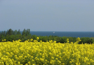 Gult blomsterfelt foran grønne træer og havudsigt, set fra Bungalowkompleks «Gänseblümchen 6», Tyskland.