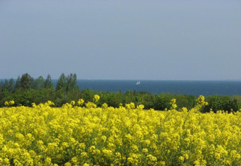 Gele bloemenweide, groene bomen en zeezicht vanaf bungalowcomplex «Gänseblümchen 6» in Duitsland.