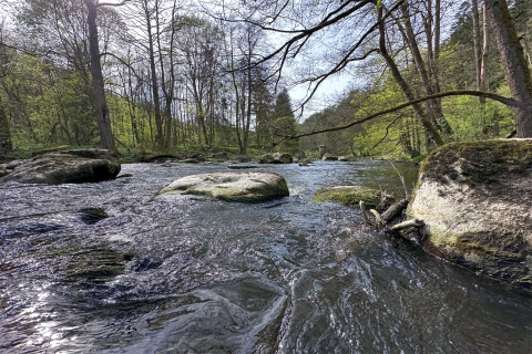 Foto eines ruhigen Bachlaufs mit Felsen im Frühlingswald, aufgenommen in der Nähe eines Tiny House.