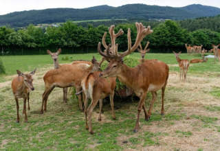 A group of deer grazing in a green field at Holiday village SEEBLICK - Tiny Chalet am Eixendorfer See.