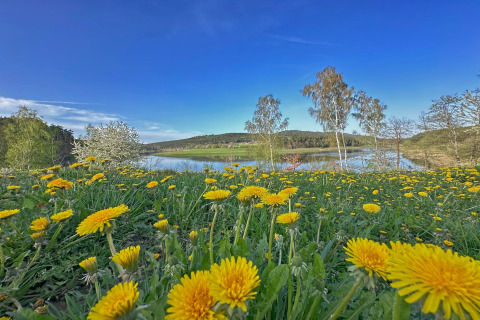 Prado de dientes de león en flor junto a un lago cercano a una tiny house, árboles y cielo azul.