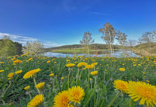Field of blooming dandelions by a lake near a tiny house, with trees and a clear blue sky above.