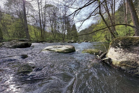 View of a peaceful forest stream with large rocks and green trees, taken from a tiny house by the water.