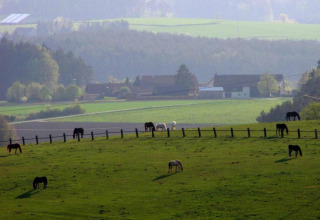 Udsigt over grøn mark med græssende heste nær feriehus SEEBLICK - Tiny Chalet am Eixendorfer See, Tyskland.