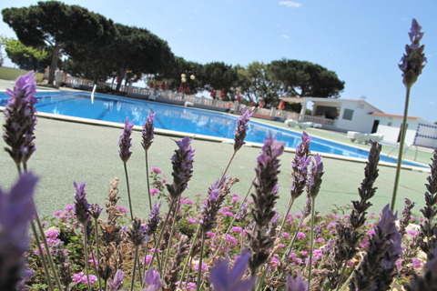 Lavendler i forgrunden med en udendørs pool og grønne træer ved Camping Rocagrossa Bungalow i Spanien.