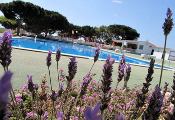 Billede af en glamping-indkvartering med lavendelblomster foran en swimmingpool under blå himmel.