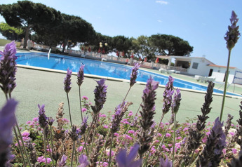 Photo d’un hébergement glamping avec des fleurs de lavande devant une piscine sous un ciel bleu.