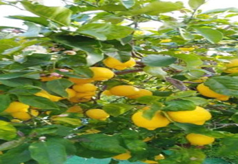 Lemon tree with ripe yellow lemons and green leaves, pictured at Camping del Mar BUNGALOW MEDITERRANI in Spain.